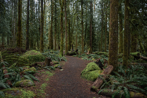 Trail meanders through a mossy lush Pacific Northwest woodland landscape in the Mt Hood National Forest, Oregon