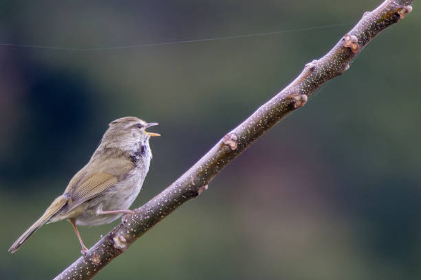 istock Japanese bush warbler bird on a branch of tree. 1480651338
