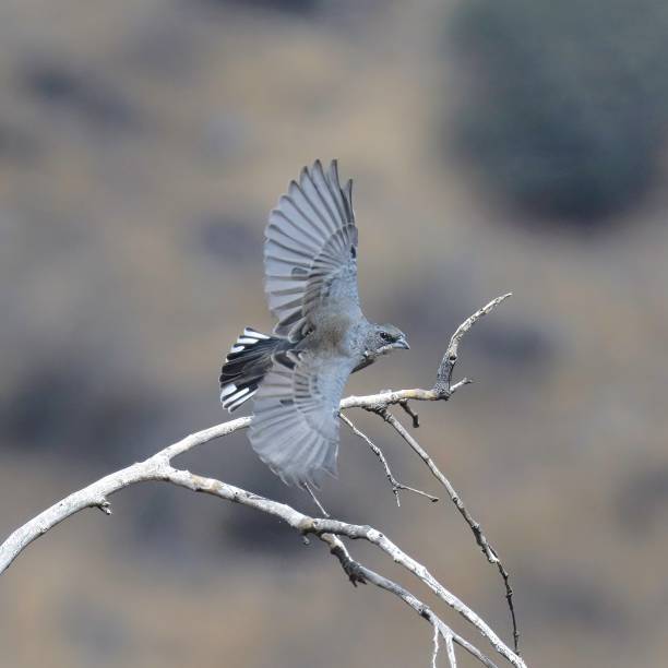 istock A Common Diuca Finch takes flight from an old tree-branch 1480654485