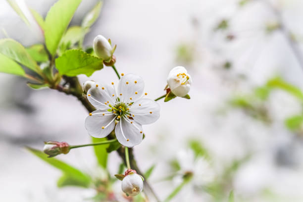 istock Beautiful white plum flowers in the spring garden 1480654675