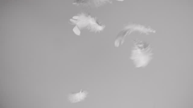 White feathers falling down on clean grey background in slow motion