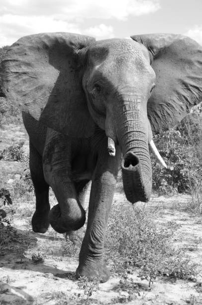 istock Mother Elephant in Black and White 1480656919