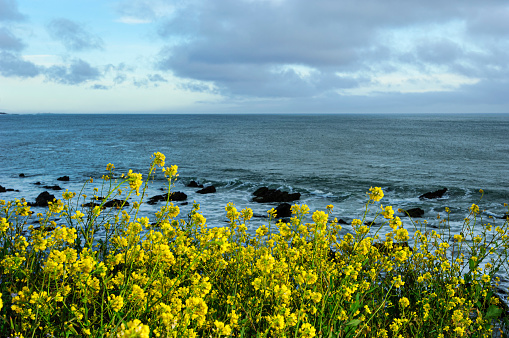 Yellow mustard seed wildflowers growing along the rocky California coast with the ocean and sky in the background.