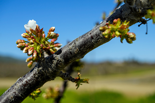 Cherry orchard with springtime buds, which are ready to bloom, on tree branch.\n\nTaken in Gilroy, California, USA.