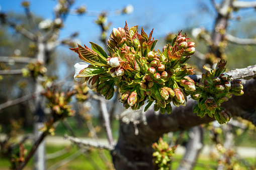 Cherry orchard with springtime buds, which are ready to bloom, on tree branch.

Taken in Gilroy, California, USA.