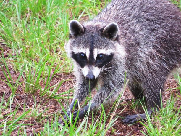 istock Raccoon Finding Food 1480657852