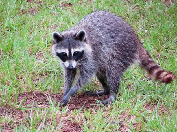 istock Raccoon Finding Food 1480657870