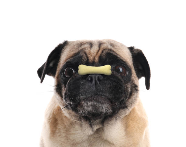 istock Adorable dog with bone shaped cookie on nose against white background 1480658727