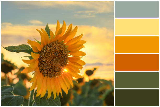 istock Color palette and sunflower growing in field outdoors. Collage 1480658729