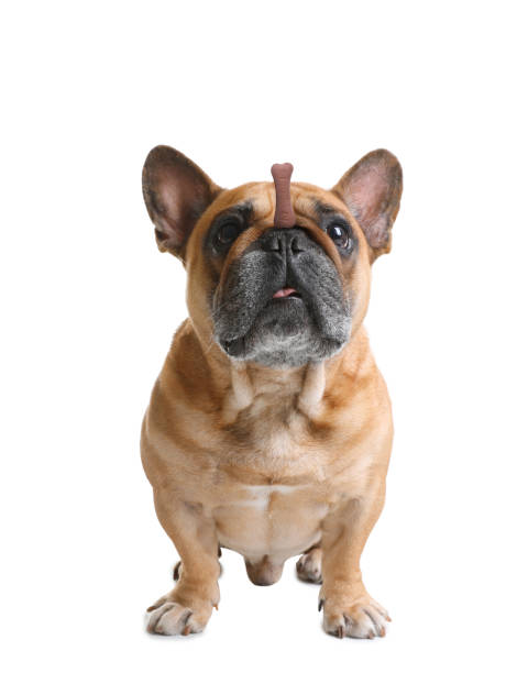 istock Adorable dog with bone shaped cookie on nose against white background 1480658739
