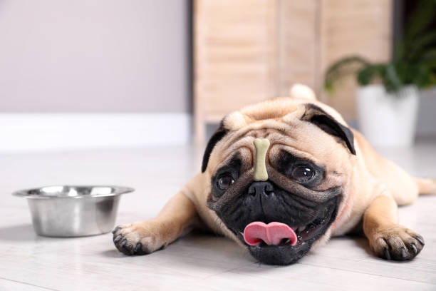 istock Adorable dog with bone shaped cookie on nose at home 1480658757
