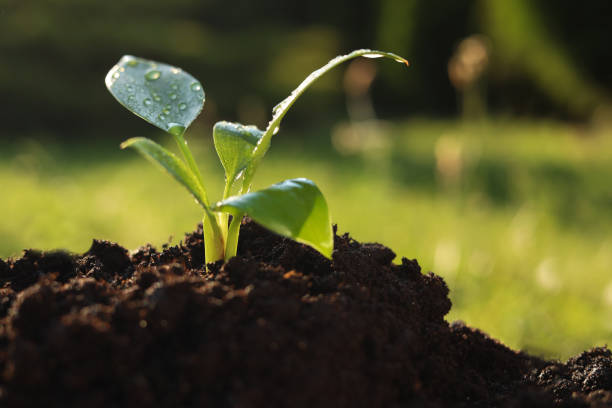 istock Young tree seedling growing in fertile soil outdoors, space for text 1480658820