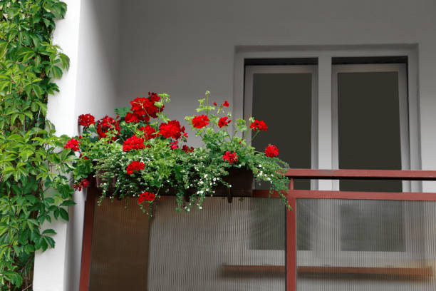 istock Balcony decorated with beautiful blooming potted flowers 1480659366