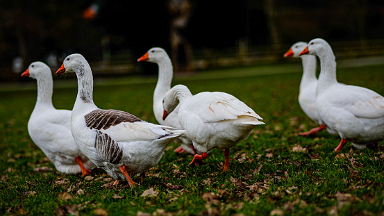 Two wild ducks isolated on a white background.