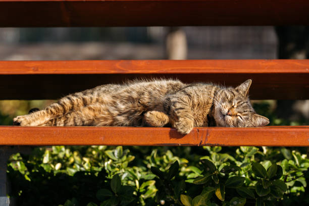 istock Street cat sleeping, basking in the sun on bench. 1480662214