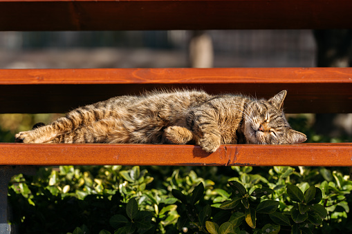 Close-up portrait of street tabby cat lying on bench sleeping and basking in the sun.