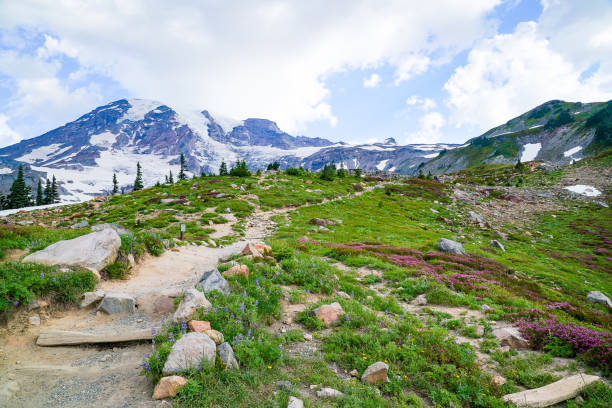 istock The Beauty of Mount Rainier 1480663087