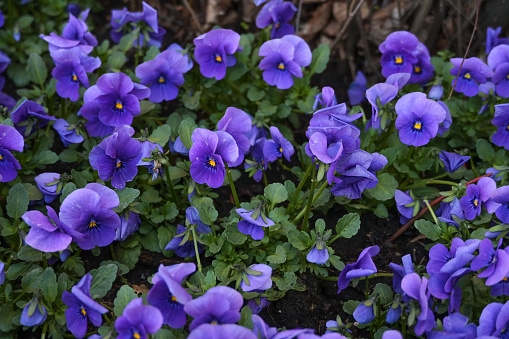 Light purple violet pansies
