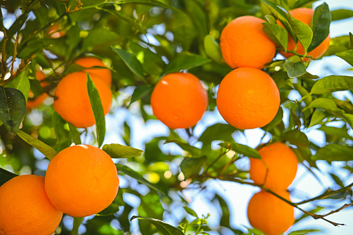 ripe oranges grow on a tree