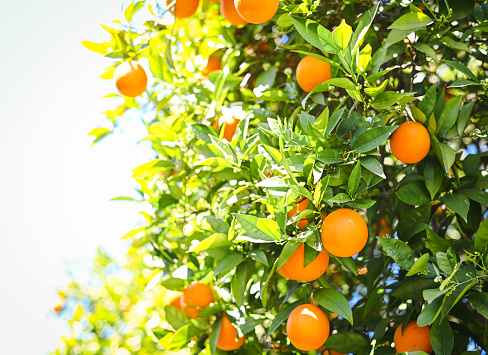Juicy citrus calamondine background with leaves and fruits.
