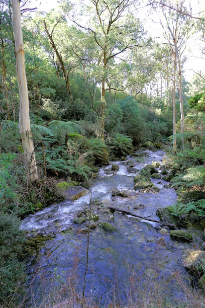 istock Bright,  Victoria,  Australia 1480664776