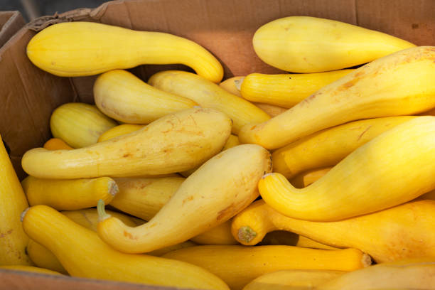 yellow squash for sale at an outdoor summer farmer's market