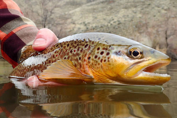 istock Wild brown trout caught on the Owyhee River 1480665671