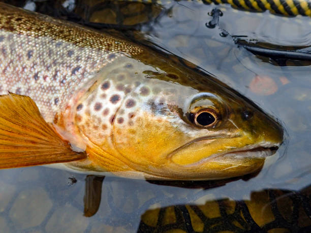 wild brown trout caught on the owyhee river - fly fishing trout brown trout fishing imagens e fotografias de stock