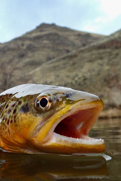 Wild brown trout caught on the Owyhee River