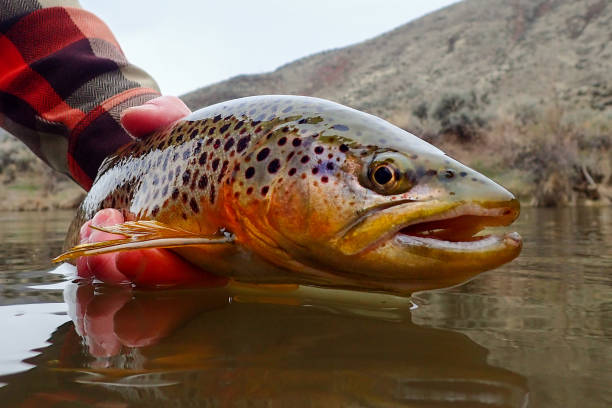 istock Wild brown trout caught on the Owyhee River 1480665718