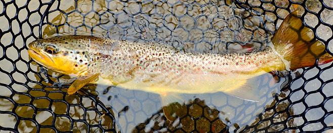 Trucha marrón salvaje capturada en el río Owyhee photo