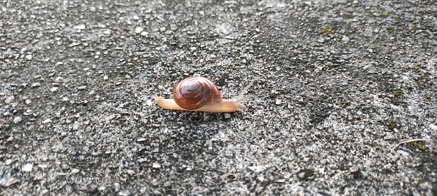 This photo shows a cute snail crawling slowly on the rocky surface.