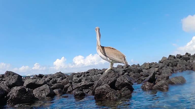 Close up video of Galapagos Brown Pelican sitting on a rock yawning and fluttering its pouch to cool down clear blue skies on Galapagos island