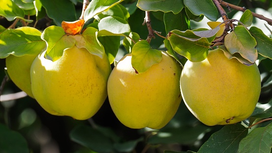 Three Membrio or Quince (Cydonia oblonga) fruits growing among leaves of the quince tree in central Chile