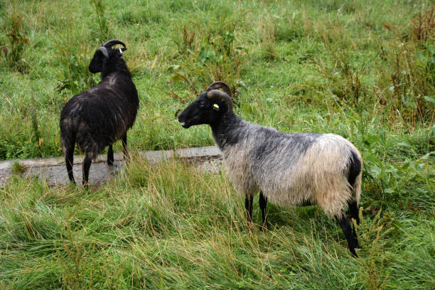 istock Two domestic rams graze in the pasture on the grass. Pets on a walk 1480668578