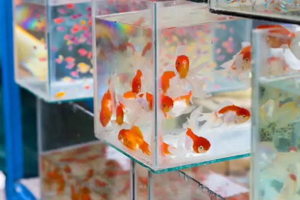 Closeup shot of red cap oranda goldfish kept in an aquarium of pet shop or fish store. This popular ornamental fish has silver white body and red patches near head.