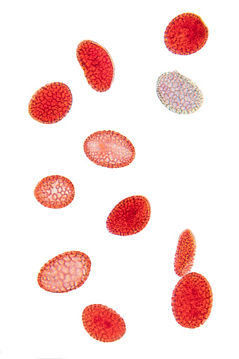 Lily pollen, whole mount, 80X light micrograph. Red stained pollen grains, a fine, coarse powdery substance, under light microscope. Four shots combined to one picture. Isolated, on white background.