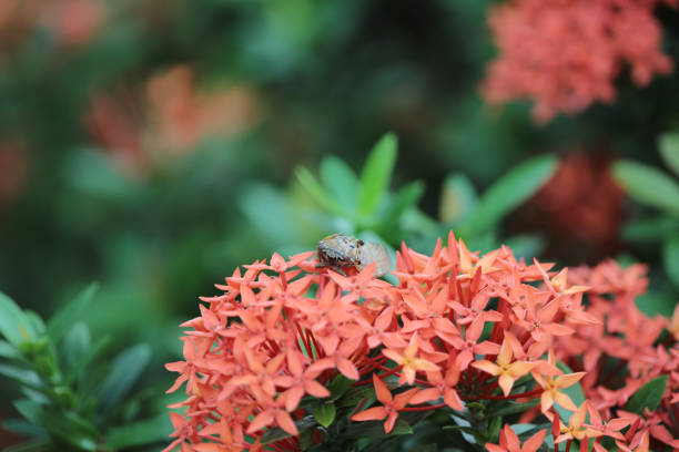 Rubiaceae flower. Ixora coccinea flower in garden.