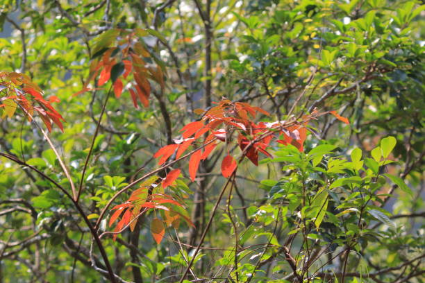 istock a Red maple leaves background, hong kong 1480677601
