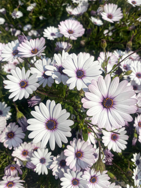 istock White flowerbed flowers 1480677847