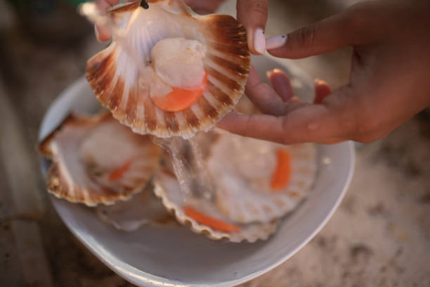 조개껍데기에 날것 바다 가리비 - scallop seafood sea main course 뉴스 사진 이미지