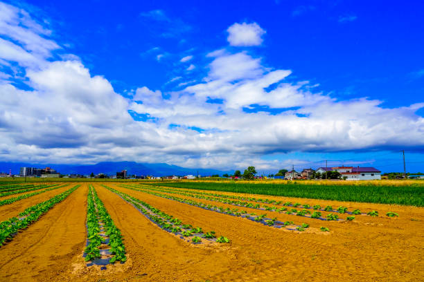 istock Hokkaido onions and field scenery 1480679781