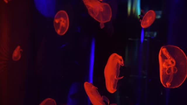 Group of fluorescent jellyfish swim underwater aquarium pool wtih red neon light
