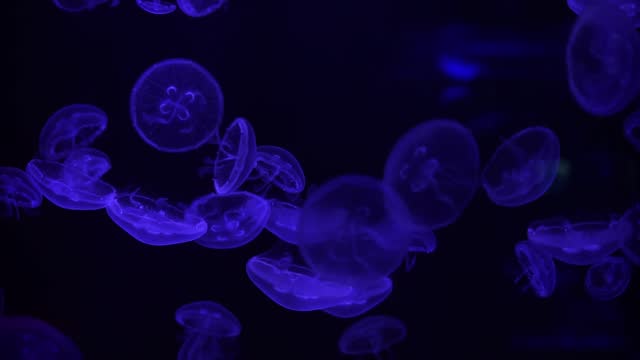 Group of fluorescent jellyfish swim underwater aquarium pool wtih blue neon light
