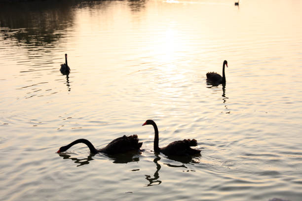Several black swans were swimming in the water