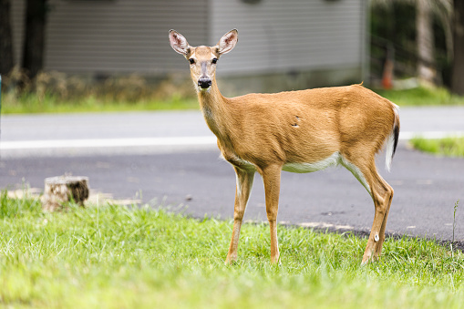 Animals in danger. Young deer standing near the road in Pennsylvania, Poconos, USA.