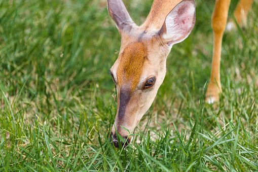 A portait of a young deer, eating grass in a meadow.