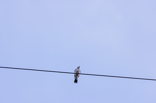 The bird Hirundo rustica is looking around, sitting on the power pole line on a blue sky background