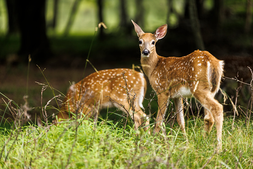 Two fawns eating grass in the forest clearing of Pennsylvania, Poconos, USA.