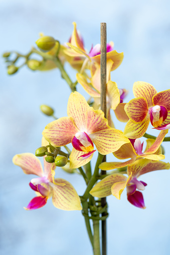 Phalaenopsis orchid close up